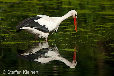 Weißstorch, Ciconia ciconia 047